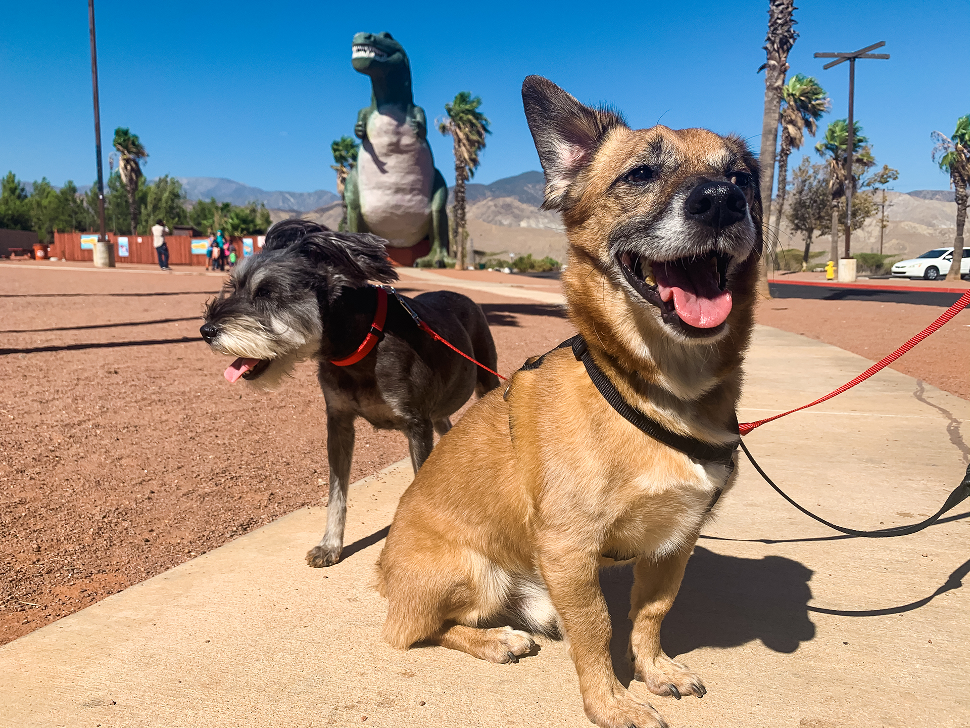 two dogs pose in front of the Cabazon Dinosaur T-Rex as their ears blow in the strong winds.