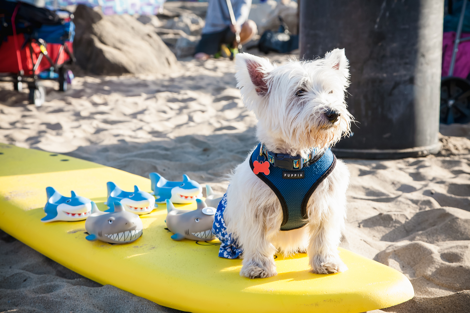 a small white dog sits on a surf board on the beach in California. dog beaches are just one of the many dog-friendly things to do in Los Angeles .