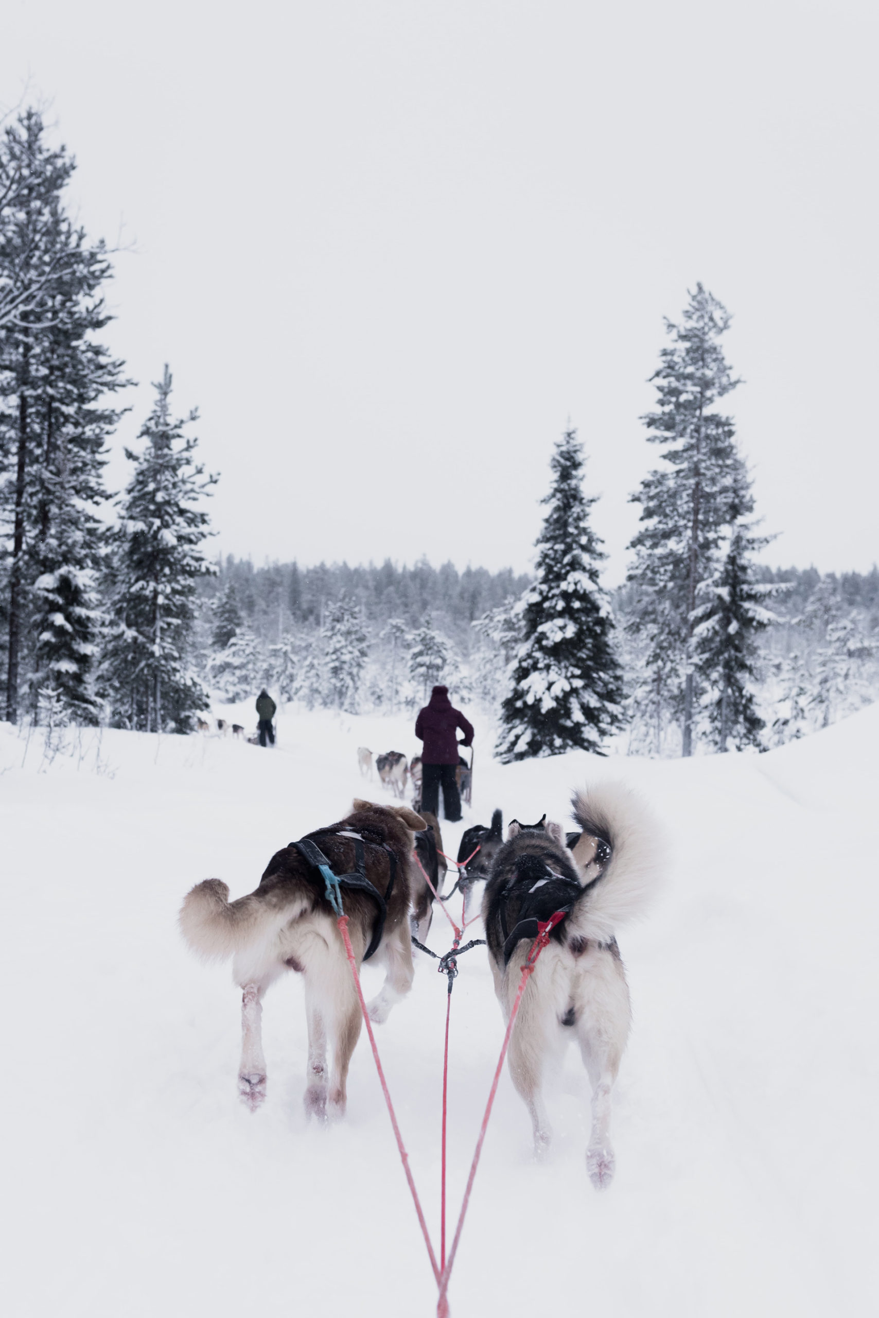 huskies mushing through snow from the perspective of the sled they are pulling