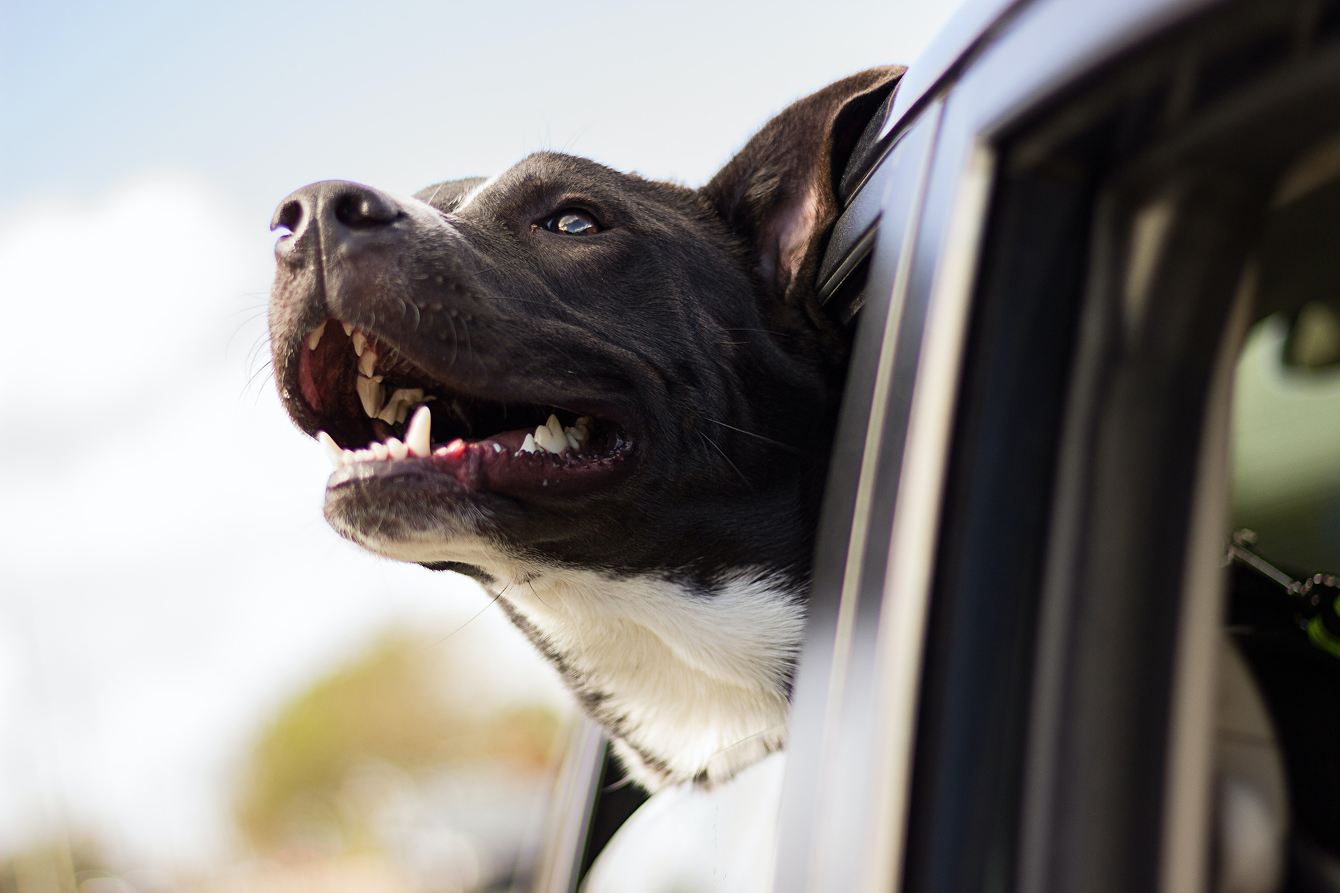 a black and white dog's head out of a car window