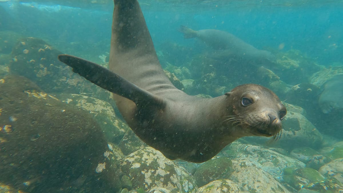 a sea lion pup swimming underwater, curiously looking straight into the camera's lens. photo taken by snorkeler near Santa Fe Island in the Galapagos.